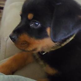Border Collie and Rottweiler Puppies from K&R RANCH KENNELS