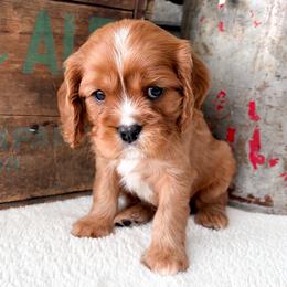 Rowan - Ruby male Cavalier King Charles Spaniel puppy in Highland, Utah from Furever Cavaliers