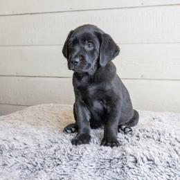 Girl 6 - Black female Labrador Retriever puppy in Minden, Nevada from Candyview Labradors