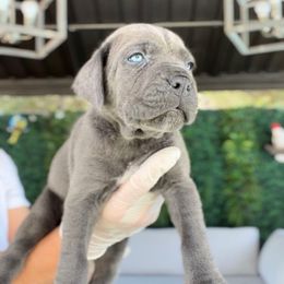 Leonardo - Gray male Cane Corso puppy in Las Vegas, Nevada from LV3M Cane Corso