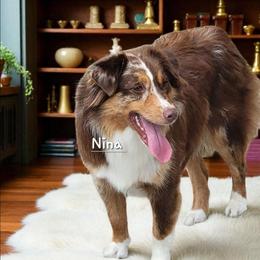 Nina - Miniature Australian Shepherd