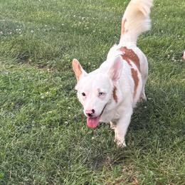 Daisy - American Corgi