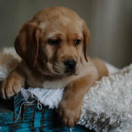 Labrador Retriever Puppies from Landon J Farms Labrador Retrievers
