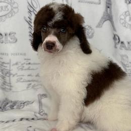 AKC Odin - Brown male Poodle puppy in Tecumseh, Oklahoma from Poodles in the Garden
