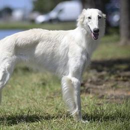 Clover - Silken Windhound
