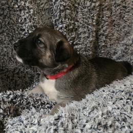 Girl 2- Hot Pink - Fawn female Anatolian Shepherd Dog puppy in La Grange, Georgia from Florida Anatolian Shepherds