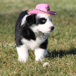 Australian Shepherd Puppies from Frantzick Farm Aussies