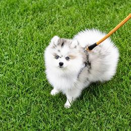 Miles - Merle male Pomsky puppy in Michigan from Blue Water Pomskies