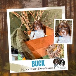 Buck - Liver white and tan male English Springer Spaniel puppy in Albany, Minnesota from Farm Fresh Labradors & English Springers