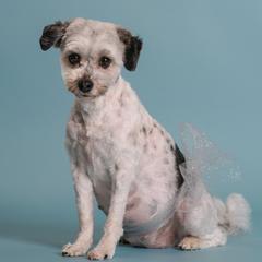 Lowchen puppies from PreVi Kennels