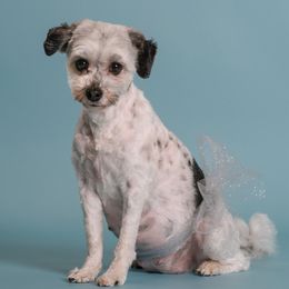 Lowchen puppies from PreVi Kennels