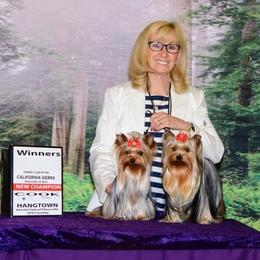 Kayleigh - Yorkshire Terrier