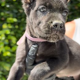 Female 3 - Black female Cane Corso puppy in California from Donato Kennels