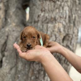 Baby blue - Red  female Goldendoodle puppy in Bakersfield, California from Cisneros Goldendoodles