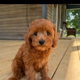 Everly - Red female Cavapoo puppy in Bozrah, Connecticut from Cedar Creek Farm