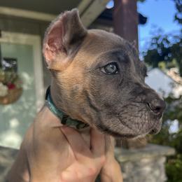 Light Blue Collar - Gray and fawn male Cane Corso puppy in Kingsport, Tennessee from Gray Cane Corsos
