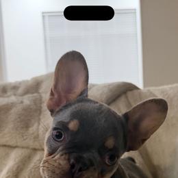Mufasa - Tricolors male French Bulldog puppy in Asheville, North Carolina from MTO KENNELS