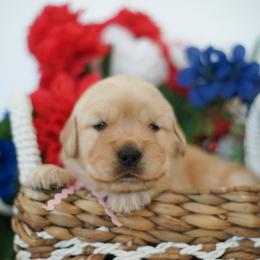 Ms Pink - Golden female Golden Retriever puppy in Las Vegas, Nevada from Geaux Dog