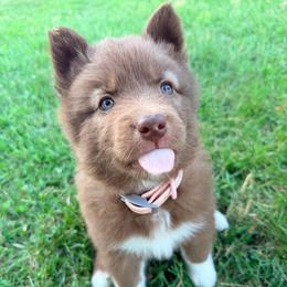Laurel (Purple Collar) - Red and white female Siberian Husky puppy in Warwick, Rhode Island from Young Orchard Siberians