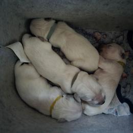 Boy 1st pick - Light golden male Golden Retriever puppy in Muncie, Indiana from Scarlett Creek Retrievers and Samoyeds