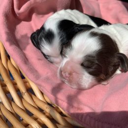 Girl 2 - Cocker Spaniel puppy in Virginia from S&J Spaniels