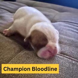 Pongo - Red brindle and white male Bulldog puppy in Tremonton, Utah from Snuggle Pups