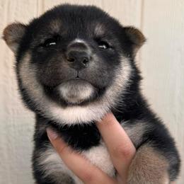 Rosetta - Black and tan female Shiba Inu puppy in Las Vegas, Nevada from GBs Shiba Inu's