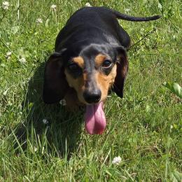Luna - Dachshund