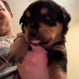 Orange girl - Black and mahogany female Rottweiler puppy in Colorado Springs, Colorado from Von Locher Rotties