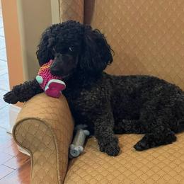 Kiki - Poodle