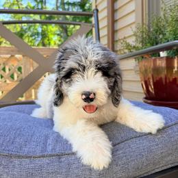Butterfinger - Merle male Goldendoodle puppy in Milford, Pennsylvania from Doodles Are Golden