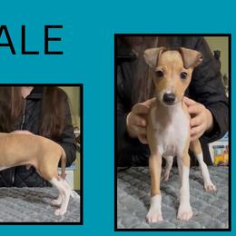 Boy 4 - White and red male Italian Greyhound puppy in China Grove, North Carolina from To-Sa’s Kennel