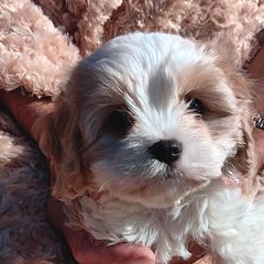 Cavachon and Cavalier King Charles Spaniel Puppies from The House of Wiggle Waggle