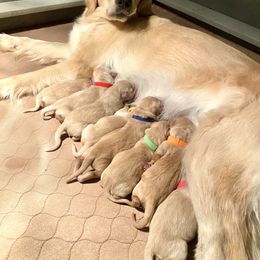 Goldendoodle and Golden Retriever Puppies from Gate City Goldens