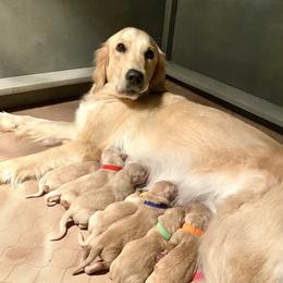 Goldendoodle and Golden Retriever Puppies from Gate City Goldens