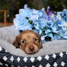 Gumdrop (light pink collar) - Cream female Dachshund puppy in Prospect, Oregon from Spunky Sausage Pups