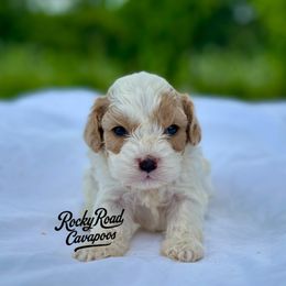 Nugget - Blenheim male Cavapoo puppy in Nashville, Arkansas from Rocky Road Puppies