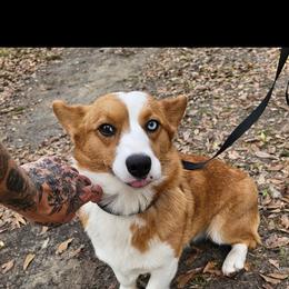 Roux - Red merle and white female Cardigan Welsh Corgi puppy in Natchitoches. La, Louisiana from Bleu Bayou Corgis