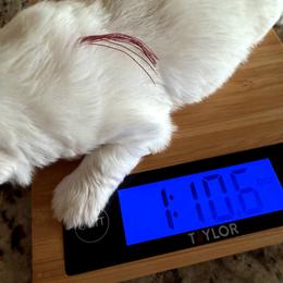 Rose (Ross) - Gold and white male Shih Tzu puppy in Yorba Linda, California from AKC Registered Purebred Shihtzus