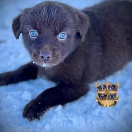 Louisiana - Red & white female Australian Shepherd puppy in El Dorado Springs, Missouri from HP Aussie Kennels