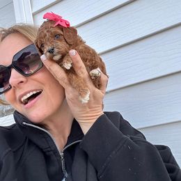 Girl 1 - female Poodle puppy in Mint Hill, North Carolina from DoodleForever