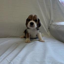 Girl 3 - White black and tan female Beagle puppy in Newman, California from Valley Beagles