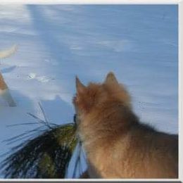 Icelandic Sheepdog Puppies from Valhalla Icelandic Sheepdogs