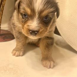Thunder - Blue merle male Miniature Australian Shepherd puppy in White Plains, Kentucky from Garrett’s Ridge Farm