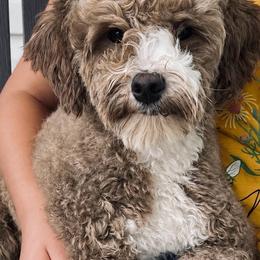 Hazel - Red  female Goldendoodle puppy in Auburn, Indiana from Martin’s Doodles