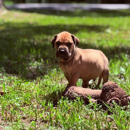 Hazlenut - Fawn male Great Dane puppy in Montgomery, Texas from KD Sweet Southern Danes