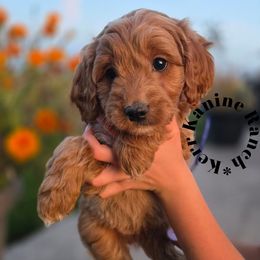 Milo- blue collar - Apricot male Goldendoodle puppy in Ashton, Idaho from Kerr Kanine Ranch
