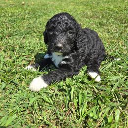 Pumpkin - Black and white female Bernedoodle puppy in Mckenzie, Tennessee from Small Town Doodles & Poodles