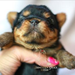 Yorkshire Terrier Puppies from Essence of Grace Yorkies