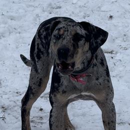 Catahoula Leopard Dogs from Compass Rose Catahoulas